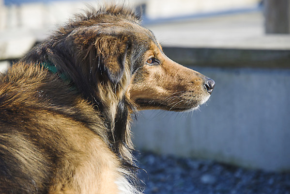 포토 JPG 해외이미지 동물 척추동물 행복 유럽 겨울 포유류 노르웨이 성인 사람없음 야외 가로 빨간색 반려동물 머리카락 얼음 검은색 회색 추위 흰색 변화 개 혀 스칸디나비아 유래 해외202004 해외포토 자연요소 계절 감정 나라 컬러 컨셉 사람 머리 입 파일형식 이미지허브