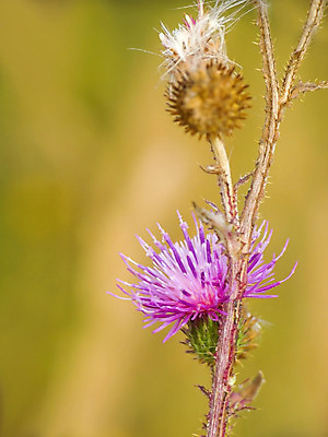 포토 JPG 해외이미지 꽃 줄기 자연 사람없음 초록색 보라색 흰색 편지 엉겅퀴 해외202004 해외포토 식물 컬러 생태계 파일형식 이미지허브