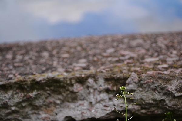 포토 JPG 해외이미지 식물 백그라운드 밭 자연 잔디 사람없음 초록색 환경 금속 흰색 칼날 은색 날카로움 고립 철강 해외202004 해외포토 컬러 농업 재질 생태계 파일형식 이미지허브