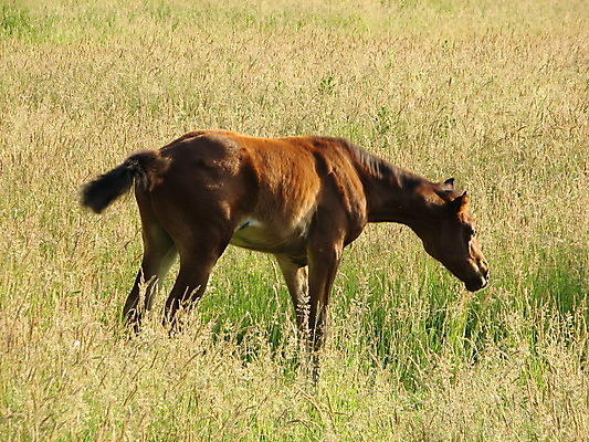 포토 JPG 해외이미지 동물 사람없음 갈색 방목 망아지 해외202004 해외포토 새끼 컬러 말_동물 축산업 파일형식 이미지허브