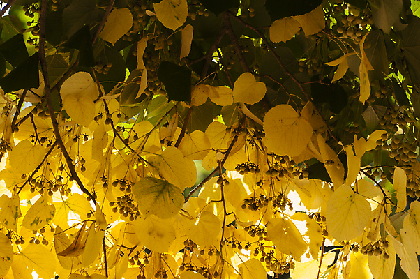 포토 JPG 해외이미지 나무 계절 백그라운드 잎 과일 자연 사람없음 노란색 가을 라임 해외202004 해외포토 식물 컬러 생태계 파일형식 이미지허브