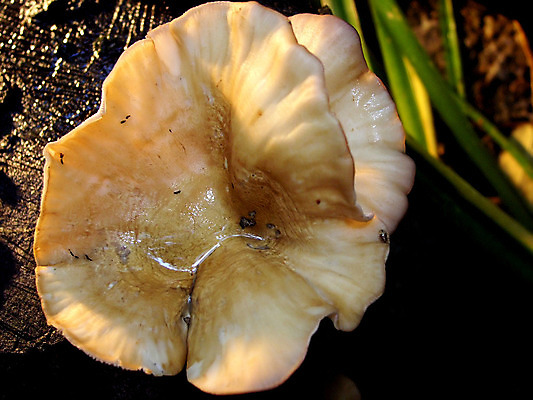 포토 JPG 해외이미지 식물 계절 꽃무늬 자연 사람없음 목재 물 여름 노란색 정원 버섯 젖음 흰색 숲 오브젝트 원예 생물학 곰팡이 해외202004 해외포토 자연요소 나무 교육 꽃 컬러 무늬 재료 취미 생태계 파일형식 이미지허브