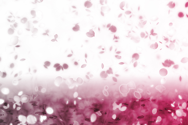 JPG 해외이미지 꽃잎 꽃 백그라운드 일러스트 사람없음 자주색 그라데이션 카피스페이스 해외202004 해외일러스트 식물 컬러 공백 파일형식 이미지허브