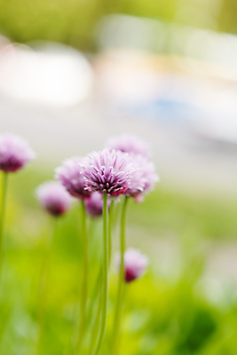 포토 JPG 해외이미지 식물 계절 꽃 백그라운드 밭 농업 자연 사람없음 야외 초록색 새싹 환경 정원 보라색 침묵 고요 봄 성장 벚꽃 신선 개화 닫기 소프트포커스 자주색 허브 부드러움 내추럴 블러 영원 해외202004 해외포토 산업 컬러 모션 촬영기법 소리 감각 생태계 파일형식 이미지허브