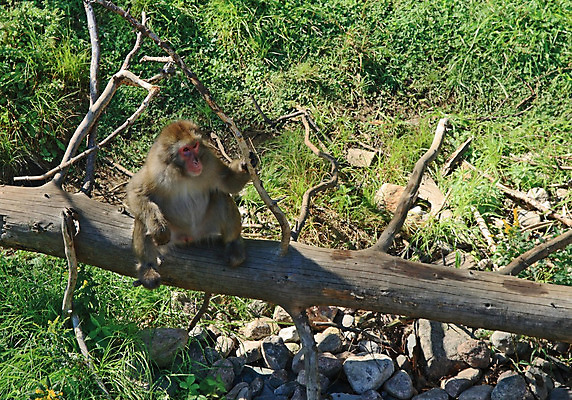 포토 JPG 해외이미지 나무 동물 공원 남자 야생동물 포유류 자연 건조 동물원 종류 앉기 동양인 사람없음 야외 갈색 원숭이 숲 유인원 동물상 혼자 해외202004 해외포토 식물 공공시설 컬러 모션 사람 인종 조형물 생태계 파일형식 이미지허브