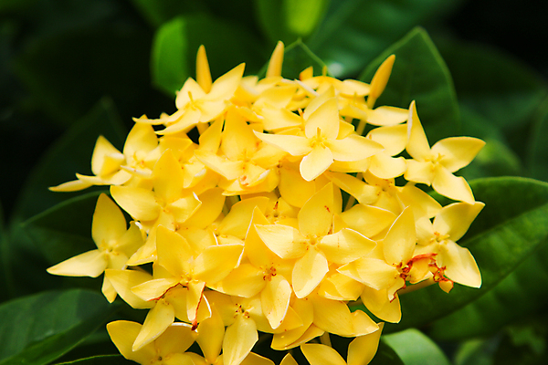 포토 JPG 해외이미지 나무 식물 공원 꽃잎 꽃 아시아 줄기 분홍색 꽃다발 백그라운드 잎 꽃무늬 오렌지 자연 선인장 사람없음 야외 장식 빨간색 초록색 컬러풀 노란색 정원 성장 벚꽃 흰색 신선 개화 황금 우아함 인도인 유기농 원예 상록수 스파이크 내추럴 힌두교 해외202004 해외포토 외국인 웰빙 공공시설 나라 종교 컬러 컨셉 무늬 과일 동양인 취미 생태계 파일형식 이미지허브