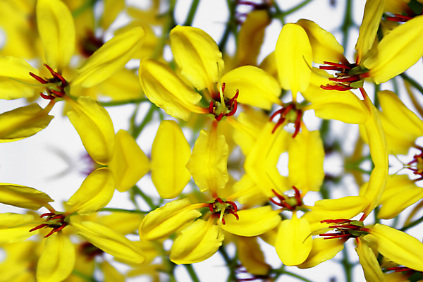 포토 JPG 해외이미지 식물 꽃잎 꽃 꽃다발 백그라운드 꽃무늬 패턴 자연 사람없음 장식 가로 빛 컬러풀 태양 노란색 정원 맑음 봄 활발 벚꽃 축하 원형 개화 그룹 유기농 원예 내추럴 해외202004 해외포토 자연요소 도형 웰빙 계절 컬러 컨셉 무늬 날씨 취미 생태계 파일형식 이미지허브