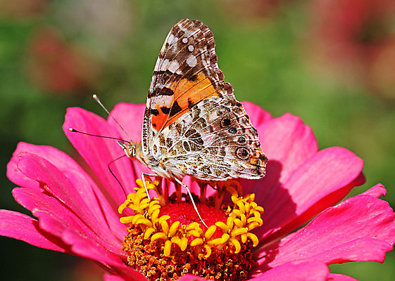 포토 JPG 해외이미지 식물 동물 꽃 분홍색 나비 곤충 백그라운드 날개 자연 사람없음 초록색 갈색 오픈 닫기 동물상 해외202004 해외포토 컬러 모션 조형물 생태계 파일형식 이미지허브