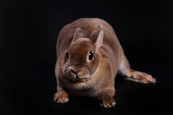 포토 JPG 해외이미지 동물 백그라운드 포유류 털 앉기 사람없음 반려동물 흰색 아기 토끼 닫기 매끈함 작음 슛 솜털 길이 노려봄 고립 해외202004 해외포토 컬러 모션 표정 사람 감각 크기 파일형식 이미지허브