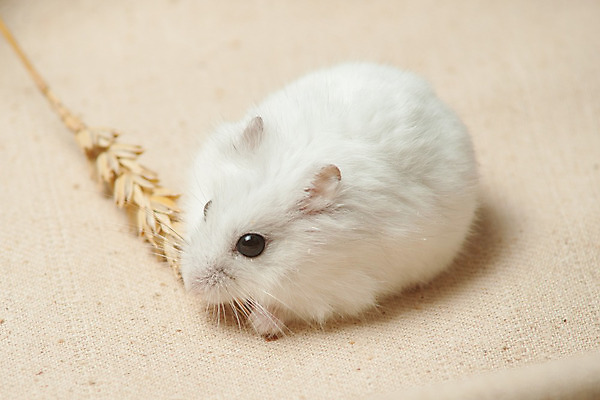 포토 JPG 해외이미지 동물 1 응시 남자 음식 백그라운드 장난 포유류 수염 털 씨앗 사람없음 목재 반려동물 갈색 머리 기쁨 흰색 유머 황금 닫기 해충 쥐 설치류 작음 모피 먹기 배고픔 코 슛 솜털 욕심 고립 시리아 해외202004 해외포토 나무 식물 시선 감정 컬러 재료 중동 모션 사람 신체부위 벌레 크기 파일형식 이미지허브