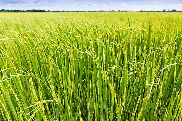 포토 JPG 해외이미지 전통 계절 공원 아시아 문화 음식 잎 농업 태국 자연 밥 동양인 풍경 잔디 사람없음 야외 초록색 여름 농작물 햇빛 태양 농장 농경지 수확 시골 신선 황금 농부 낟알 시리얼 유기농 동쪽 논밭 루트 밭일 해외202004 해외포토 자연요소 식물 직업 웰빙 공공시설 나라 산업 컬러 밭 논 인종 방향 생태계 파일형식 이미지허브