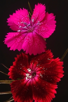 포토 JPG 해외이미지 식물 1 꽃잎 꽃 분홍색 2 모션 자연 검은배경 새로움 건조 실내 사람없음 빨간색 정원 검은색 펼침 성장 벚꽃 흰색 죽음 개화 닫기 순환 고립 꽃수술 이국적 해외202004 해외포토 컬러 백그라운드 컨셉 내부 생태계 파일형식 이미지허브