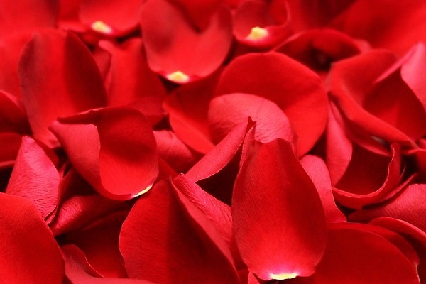 포토 JPG 해외이미지 식물 꽃잎 백그라운드 꽃무늬 엄마 발렌타인데이 사랑 사람없음 빨간색 장미 열정 어머니의날 해외202004 해외포토 기념일 꽃 감정 컬러 무늬 가족 데이이벤트 미국문화 파일형식 이미지허브