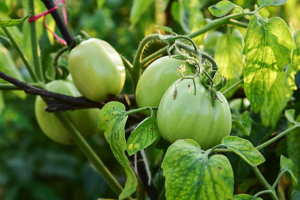 포토 JPG 해외이미지 식물 음식 잎 밭 농업 토마토 채소 과일 자연 건강 사람없음 야외 빨간색 초록색 여름 농장 정원 성장 신선 다발 유기농 원예 날것 내추럴 숙성 온실 해외202004 해외포토 웰빙 계절 산업 컬러 취미 생태계 파일형식 이미지허브
