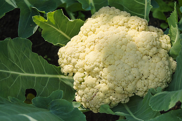 포토 JPG 해외이미지 식물 꽃 음식 가구 백그라운드 잎 농업 다이어트 채소 재료 자연 건강 사람없음 야외 초록색 여름 농장 노란색 정원 샐러드 성장 흰색 침대 신선 유기농 원예 양배추 날것 내추럴 땅바닥 숙성 채식주의자 해외202004 해외포토 웰빙 계절 산업 컬러 생활용품 바닥 취미 생태계 채식 파일형식 이미지허브