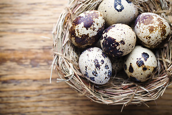 포토 JPG 해외이미지 동물 계절 음식 백그라운드 자연 부활절 사람없음 목재 장식 갈색 계란 봄 점 그룹 둥지 작음 먹기 심볼 오브젝트 유기농 날것 밀짚 메추리 해외202004 해외포토 나무 웰빙 기념일 컬러 재료 모션 알 짚 크기 생태계 파일형식 이미지허브