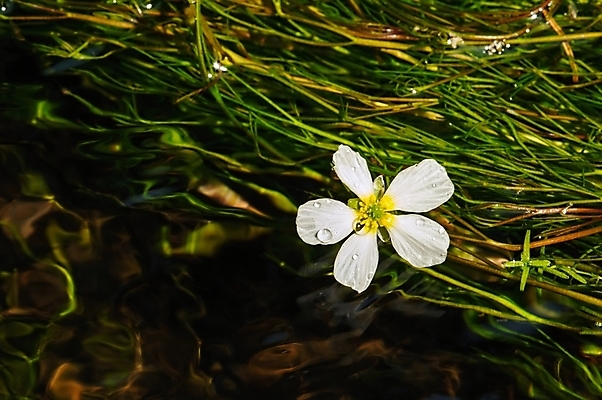 포토 JPG 해외이미지 식물 꽃 백그라운드 꽃무늬 자연 사람없음 야외 장식 초록색 물 강 반사 벚꽃 흰색 닫기 묘사 내추럴 해외202004 해외포토 자연요소 컬러 무늬 모션 생태계 파일형식 이미지허브