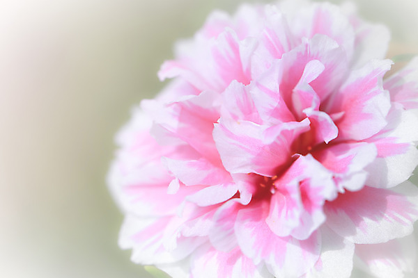 포토 JPG 해외이미지 식물 디자인 꽃 분홍색 꽃다발 백그라운드 컨셉 꽃무늬 일러스트 자연 벽지 추상 수채화 선물 사람없음 빨간색 초록색 물 장미 우주 벚꽃 흰색 신선 최고 다발 만족 보케 아로마 부드러움 공상 파스텔톤 필터 스타일 해외202004 해외포토 자연요소 감정 컬러 무늬 감각 생태계 파일형식 이미지허브