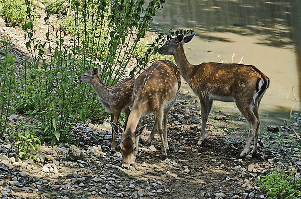 포토 JPG 해외이미지 동물 유럽 야생동물 포유류 자연 서기 사람없음 컬러풀 갈색 우아함 목 아기사슴 해외202004 해외포토 나라 새끼 컬러 컨셉 모션 사슴 신체부위 생태계 파일형식 이미지허브