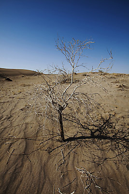 포토 JPG 해외이미지 주간 모래 자연 하늘 풍경 사람없음 야외 맑음 사막 뜨거움 모래언덕 이란 죽은나무 해외202004 해외포토 자연요소 나무 중동 날씨 언덕 생태계 파일형식 이미지허브