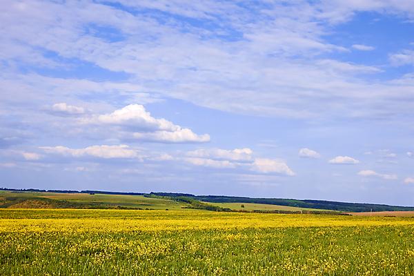 포토 JPG 해외이미지 나무 식물 구름 계절 유럽 잎 패턴 밭 농업 자연 하늘 거리 풍경 사람없음 야외 가로 초록색 여름 농장 노란색 환경 침묵 봄 성장 시골 개화 땅 시리얼 유채 유기농 보리 장면 꿀 카놀라 수평선 세련 해외202004 해외포토 자연요소 웰빙 꽃 나라 산업 음식 컬러 무늬 곡류 소리 생태계 파일형식 이미지허브