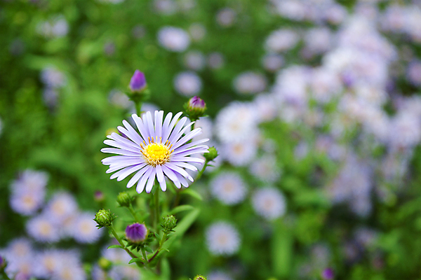 포토 JPG 해외이미지 모양 식물 공원 꽃잎 꽃 아시아 백그라운드 꽃무늬 태국 자연 발렌타인데이 사랑 사람없음 야외 초록색 파란색 빛 노란색 정원 봄 벚꽃 투명 숲 그늘 묘사 프랑스어 노루귀 해외202004 해외포토 문자 계절 공공시설 감정 나라 컬러 무늬 데이이벤트 생태계 파일형식 이미지허브
