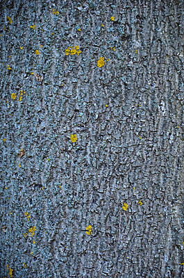 포토 JPG 해외이미지 나무 식물 백그라운드 패턴 자연 표면 날씨 추상 프레임 건조 사람없음 목재 빨간색 세로 갈색 환경 껍질 소나무 거친 보호 숲 낟알 피부 묘사 질감 나무껍질 섬유 내추럴 그런지 삼나무 수목 엘리먼트 옛날 울퉁불퉁 노화 해외202004 해외포토 컬러 컨셉 무늬 재료 신체부위 직물 생태계 파일형식 이미지허브