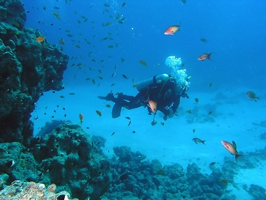 포토 JPG 해외이미지 식물 동물 야생동물 자연 표면 어류 사람없음 물 반사 수중 투명 스노클링 산호 잠수부 다이빙 암초 동물상 해외202004 해외포토 자연요소 조형물 수영 수중동물 수상스포츠 자포동물 전문직 생태계 수중스포츠 파일형식 이미지허브