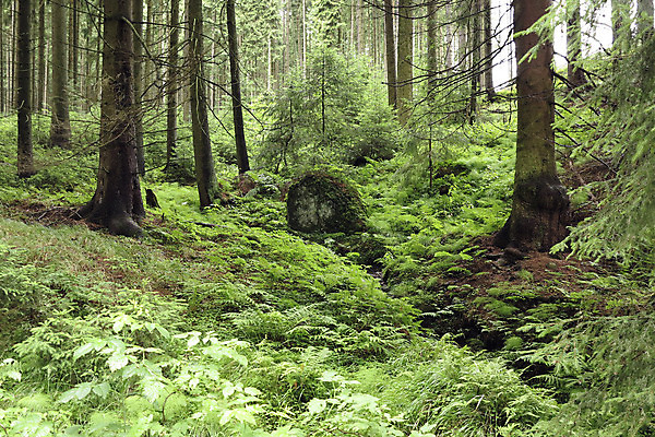 포토 JPG 해외이미지 나무 여유 자연 서기 풍경 사람없음 야외 초록색 침묵 소나무 숲 버리기 상록수 침엽수 양치류 가문비나무 해외202004 해외포토 식물 감정 컬러 모션 소리 생태계 파일형식 이미지허브