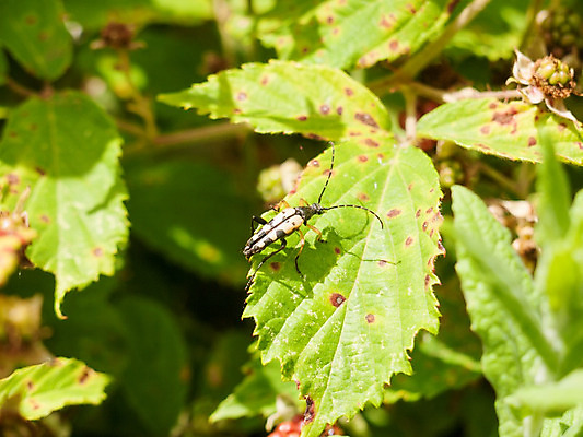 포토 JPG 해외이미지 나무 식물 동물 계절 꽃 유럽 야생동물 곤충 백그라운드 잎 절지류 자연 파슬리 안테나 사람없음 초록색 여름 노란색 환경 정원 봄 성장 점 닫기 벌레 딱정벌레 동물상 해외202004 해외포토 나라 컬러 채소 통신 모션 조형물 생태계 파일형식 이미지허브