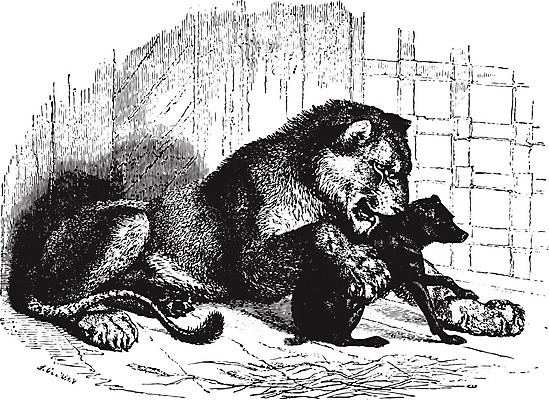 EPS 해외이미지 동물 척추동물 야생동물 새끼 일러스트 가족 자연 엄마 함께함 미술 검은색 수확 골동품 흰색 보호 사자 그림 육식동물 판화 표범 내추럴 경보 돌봄 동물상 암사자 옛날 포식 해외202004 해외일러스트 컬러 컨셉 농업 포유류 관계 모션 문화예술 조형물 암컷 생태계 파일형식 벡터 이미지허브