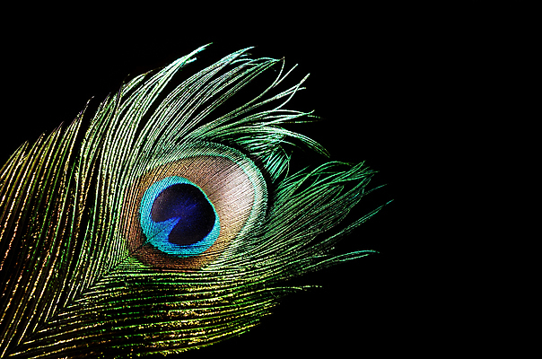 포토 JPG 해외이미지 검은배경 사람없음 공작 깃털 해외202004 해외포토 백그라운드 조류 검은색 파일형식 이미지허브