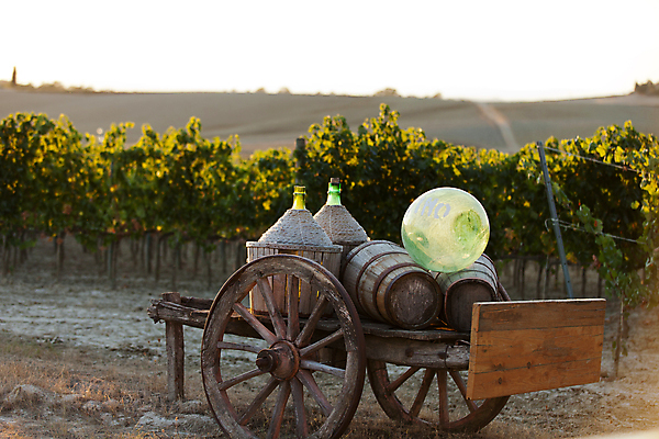 포토 JPG 해외이미지 유럽 농업 의자 유리 풍경 사람없음 야외 목재 초록색 바구니 일몰 카트 이탈리아 가을 시골 바퀴 쓰레기 폐기물 버리기 시력 포도밭 장면 포도나무 토스카나 해외202004 해외포토 나무 계절 나라 산업 컬러 가구 밭 재료 모션 재질 노을 과일나무 파일형식 이미지허브