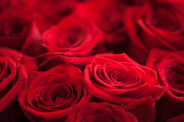 포토 JPG 해외이미지 식물 기념일 꽃잎 꽃 꽃다발 결혼 백그라운드 컨셉 꽃무늬 패턴 자연 결혼식 휴가 기념 발렌타인데이 선물 사랑 사람없음 장식 빨간색 장미 정원 축제 벚꽃 흰색 축하 신선 오픈 우아함 달콤 다발 심볼 질감 열정 부드러움 내추럴 진짜 해외202004 해외포토 감정 컬러 무늬 데이이벤트 이벤트 감각 맛 생태계 파일형식 이미지허브