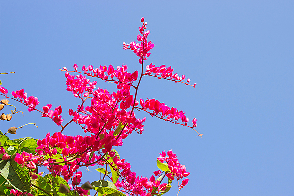 포토 JPG 해외이미지 나무 식물 계절 꽃잎 꽃 분홍색 백그라운드 잎 꽃무늬 가족 자연 하늘 멕시코 종류 사랑 사람없음 야외 장식 초록색 여름 컬러풀 정원 봄 벚꽃 가을 흰색 마음 신선 고리 산호 덩굴 벌 포도나무 내추럴 해외202004 해외포토 감정 컬러 곤충 북아메리카 무늬 관계 자포동물 과일나무 생태계 파일형식 이미지허브