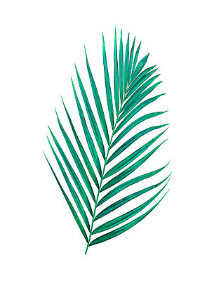 포토 JPG 해외이미지 나무 식물 아이콘 줄기 백그라운드 잎 패턴 곡선 부분 자연 숙이기 손바닥 사람없음 초록색 여름 스파 성장 흰색 나뭇가지 숲 작음 심볼 오브젝트 싱글 아치 코코넛 정맥 고립 해외202004 해외포토 손 계절 선 컬러 포즈 무늬 과일 크기 생태계 혈관 파일형식 이미지허브