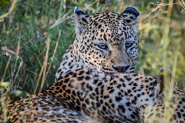 포토 JPG 해외이미지 동물 척추동물 응시 공원 야생동물 여행 포유류 아프리카 자연 친절 털 사람없음 야외 환경 고양이 힘 행성 운전 게임 황무지 보호 결합 위험 큼 모피 심볼 사파리 속도 육식동물 사냥꾼 표범 몸단장 내추럴 사바나 전국 해외202004 해외포토 직업 시선 공공시설 나라 컨셉 모션 놀이 반려동물 우주 크기 생태계 파일형식 이미지허브