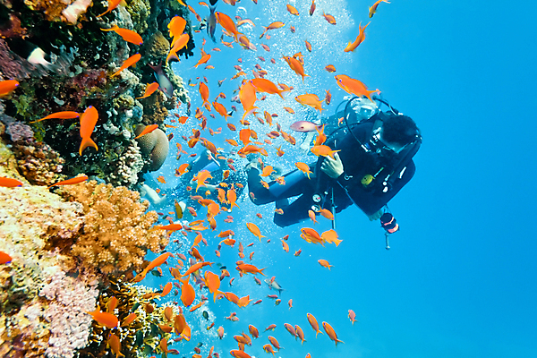 포토 JPG 해외이미지 식물 동물 야생동물 자연 이집트 어류 사람없음 물 수중 산호 잠수부 다이빙 암초 동물상 소금물 해외202004 해외포토 자연요소 아프리카 조형물 수영 수중동물 자포동물 전문직 생태계 수중스포츠 파일형식 이미지허브