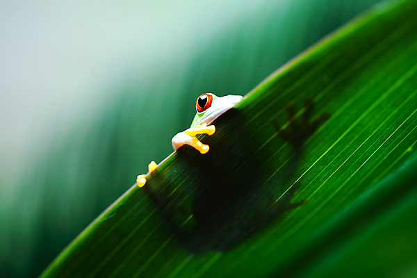 포토 JPG 해외이미지 주간 한마리 야생동물 잎 양서류 사람없음 야외 청개구리 해외202004 해외포토 자연요소 식물 동물 1 개구리 파일형식 이미지허브