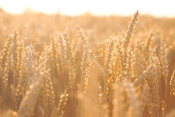 포토 JPG 해외이미지 식물 공원 음식 백그라운드 농업 자연 하늘 바람 사람없음 여름 빛 농작물 햇빛 태양 농경지 노란색 황혼 일몰 수확 시골 끝 닫기 시리얼 밀 가득함 원예 보리 밀가루 밀짚 재앙 화창 해외202004 해외포토 자연요소 계절 공공시설 산업 컬러 모션 날씨 곡류 취미 농장 노을 짚 가루 생태계 파일형식 이미지허브