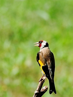 포토 JPG 해외이미지 동물 유럽 야생동물 자연 조류 사람없음 빨간색 컬러풀 노란색 정원 회색 흰색 나뭇가지 황금 작음 깃털 부리 해외202004 해외포토 나무 나라 컬러 크기 생태계 파일형식 이미지허브