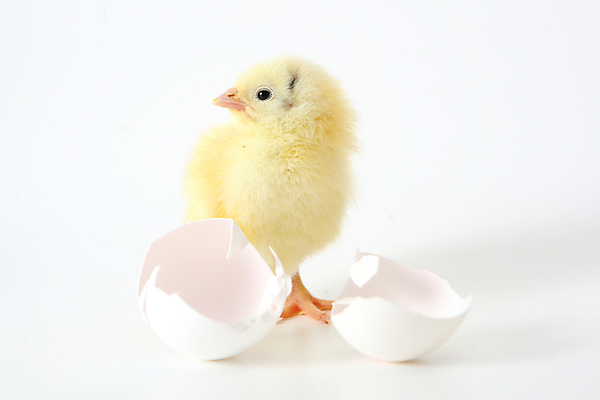 포토 JPG 해외이미지 동물 1 자연 조류 병아리 사람없음 노란색 계란 치킨 껍질 흰색 아기 신생아 작음 깃털 부리 퍼프 솜털 고립 해외202004 해외포토 컬러 사람 알 크기 생태계 닭고기요리 파일형식 이미지허브