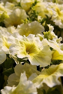 포토 JPG 해외이미지 식물 꽃 백그라운드 자연 사람없음 장식 초록색 여름 노란색 환경 정원 화목 봄 놀이방 반지 개화 원예 심기 피튜니아 해외202004 해외포토 계절 컬러 컨셉 장신구 모션 취미 생태계 파일형식 이미지허브