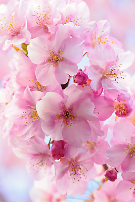 포토 JPG 해외이미지 나무 식물 계절 공원 꽃잎 꽃 아시아 분홍색 백그라운드 꽃무늬 자연 사람없음 야외 세로 초록색 정원 일본 봄 성장 벚꽃 나뭇가지 신선 개화 체리 도쿄 질감 보케 자연백그라운드 2월 해외202004 해외포토 공공시설 나라 컬러 무늬 과일 날짜 생태계 파일형식 이미지허브