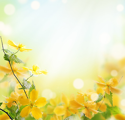 포토 JPG 해외이미지 식물 디자인 계절 공원 꽃 꽃다발 백그라운드 컨셉 잎 꽃무늬 밭 자연 벽지 추상 프레임 발렌타인데이 사람없음 야외 초록색 빛 컬러풀 햇빛 태양 노란색 우주 정원 스파 봄 벚꽃 흰색 나뭇가지 신용카드 닫기 다발 데이지 보케 장면 내추럴 스타일 해외202004 해외포토 자연요소 나무 공공시설 컬러 무늬 농업 모션 데이이벤트 금융 생태계 파일형식 이미지허브