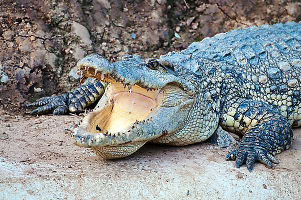 포토 JPG 해외이미지 동물 계절 공원 아시아 야생동물 여행 신발 가방 파충류 태국 자연 휴가 사람없음 초록색 머리 추위 신혼여행 분노 입 호주 치아 위험 무서움 가죽 땅 피부 눈물 속도 도마뱀 쇼 육식동물 악어 라오스 사냥꾼 남쪽 거짓말 해외202004 해외포토 직업 잡화 공공시설 감정 나라 컬러 결혼 컨셉 신체부위 소화기관 오세아니아 방향 생태계 파일형식 이미지허브