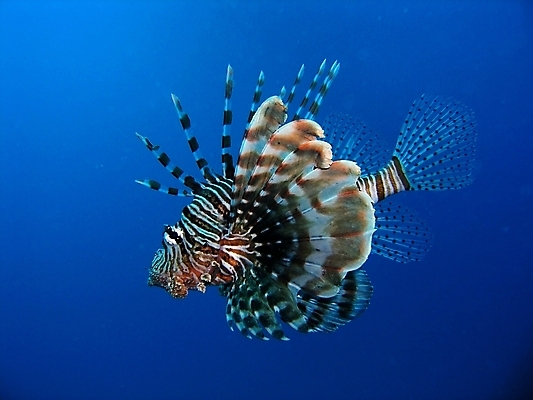 포토 JPG 해외이미지 식물 동물 야생동물 잎 자연 표면 어류 사람없음 물 반사 수중 투명 스노클링 산호 잠수부 다이빙 암초 동물상 해외202004 해외포토 자연요소 조형물 수영 수중동물 수상스포츠 자포동물 전문직 생태계 수중스포츠 파일형식 이미지허브