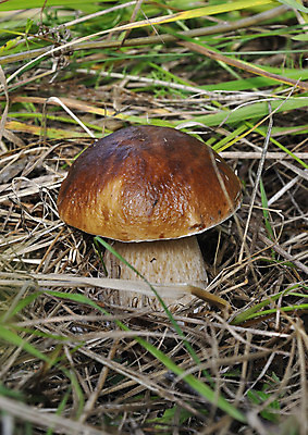 포토 JPG 해외이미지 음식 백그라운드 자연 사람없음 그래픽 갈색 버섯 싱글 그림 곰팡이 식용 해외202004 해외포토 컬러 생태계 파일형식 이미지허브