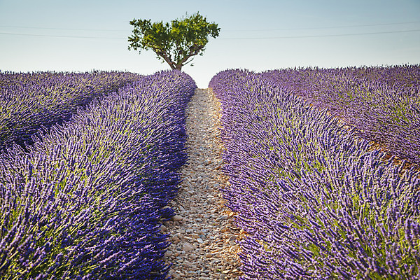포토 JPG 해외이미지 식물 꽃 유럽 백그라운드 밭 농업 자연 하늘 풍경 사람없음 여름 컬러풀 보라색 프랑스 시골 제비꽃 향기 라벤더 내추럴 프로방스 해외202004 해외포토 계절 나라 산업 컬러 허브 생태계 냄새 파일형식 이미지허브