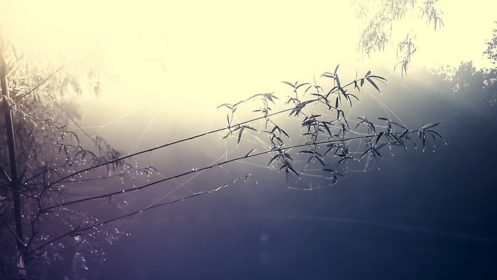 포토 JPG 해외이미지 나무 구름 공원 여행 백그라운드 잎 자연 하늘 아침 산 풍경 사람없음 야외 초록색 일출 환경 일몰 새벽 안개 물방울 숲 대나무 내추럴 뿌연 절정 해외202004 해외포토 주간 자연요소 식물 공공시설 컬러 날씨 노을 생태계 파일형식 이미지허브